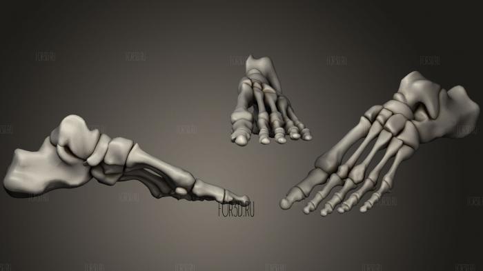 Foot Bones 3d stl модель для ЧПУ